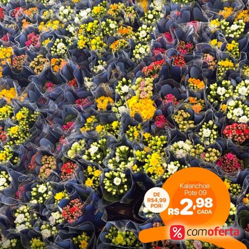 Flor - Kalanchoe Vaso