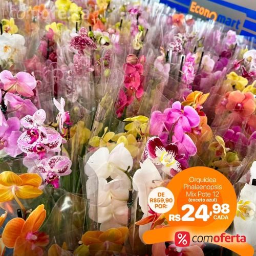 Flor - Orquídeas - Vaso